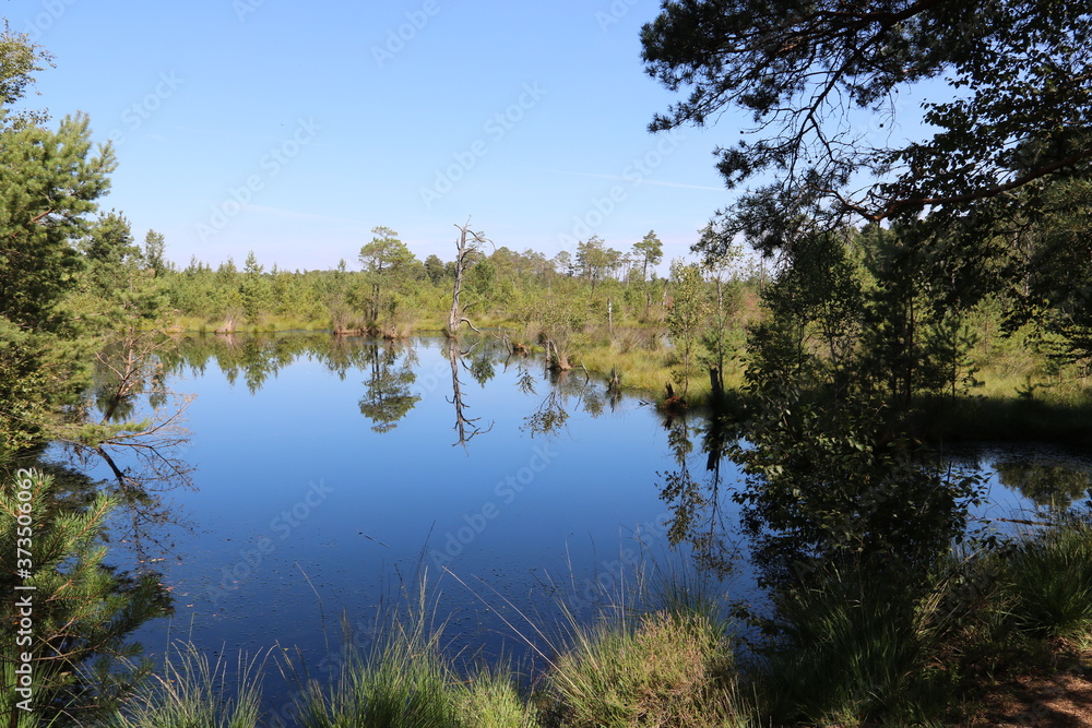 reflection of trees in the water