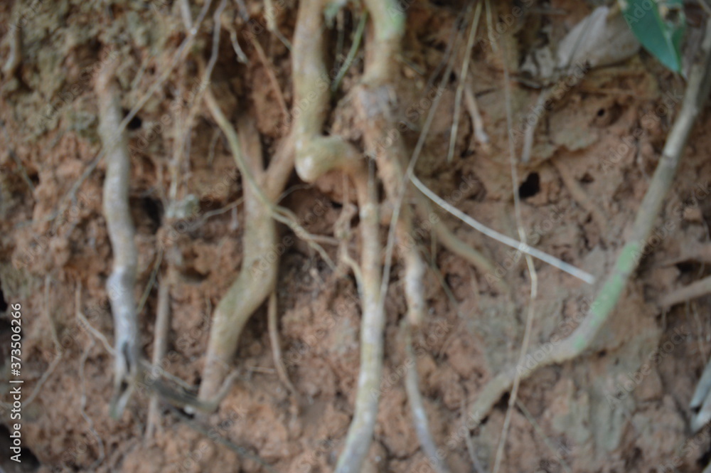 Roots in the soil. Natural background