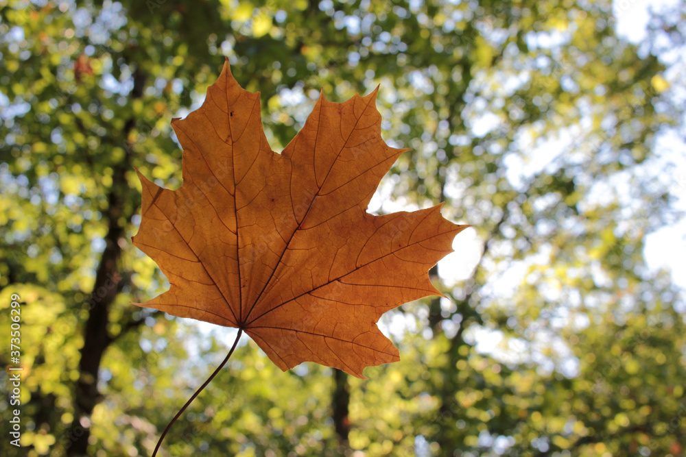 Close-up of yellow autumn maple leave against the sun. Hello autumn concept Close-up of yellow autumn maple leave against the sun. Hello autumn concept
