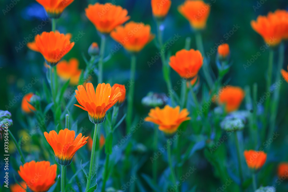 Orange and yellow flower in garden. Calendula officinalis, the pot marigold, ruddles, common marigold or Scotch marigold Orange and yellow flower in garden. Calendula officinalis, the pot marigold, ruddles, common marigold or Scotch marigold