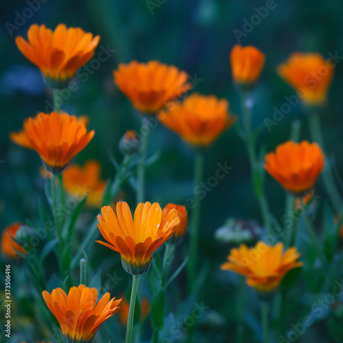 Orange and yellow flower in garden. Calendula officinalis  the pot marigold  ruddles  common marigold or Scotch marigold