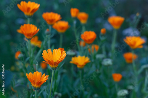Orange and yellow flower in garden. Calendula officinalis, the pot marigold, ruddles, common marigold or Scotch marigold © sfomchenkov