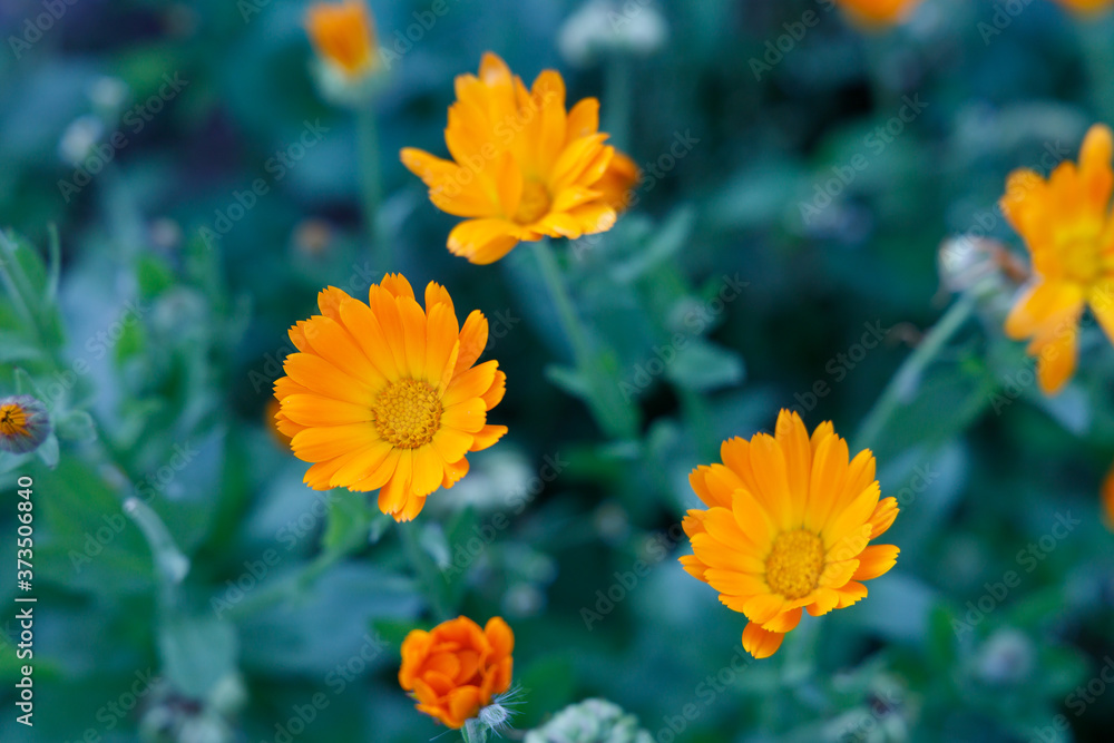 Orange and yellow flower in garden. Calendula officinalis, the pot marigold, ruddles, common marigold or Scotch marigold Orange and yellow flower in garden. Calendula officinalis, the pot marigold, ruddles, common marigold or Scotch marigold