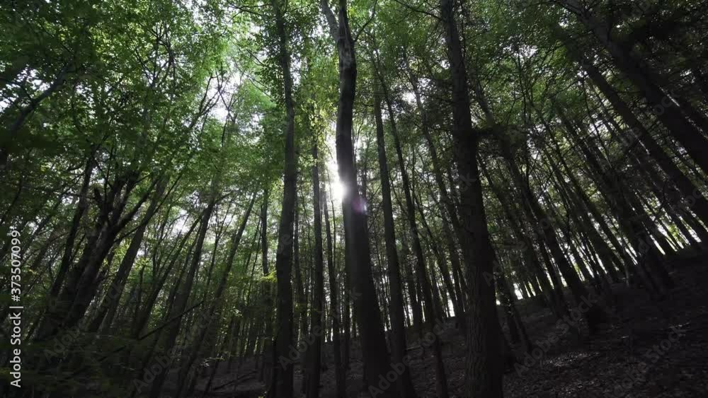 Walking through the woods with tall trees and bright sunshine Walking through the woods with tall trees and bright sunshine