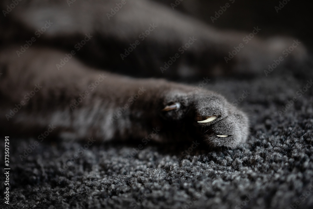 Nahaufnahme Katzenpfote mit Krallen BKH Nahaufnahme Katzenpfote mit Krallen BKH