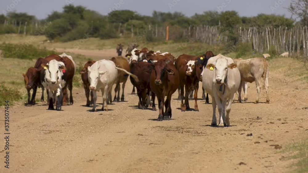 Herd of cattle on a dusty dirt road in a village in Botswana