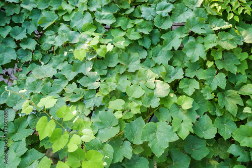 Background of fresh green grape leaves