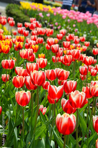 Common Tulipa Liliaceae Tulip