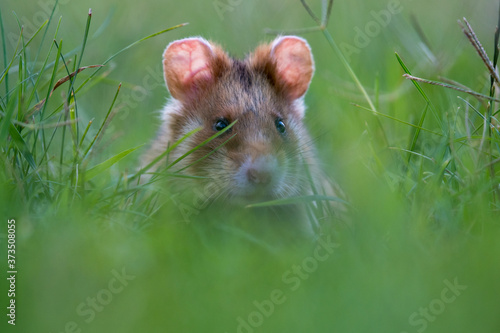 Feldhamster Portrait