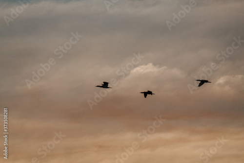 Silhouette of birds flying in the sky © Shiv Mer