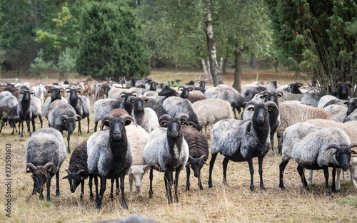 Herd of Heidschnucken  the typical breed of sheep in the Luneburg Heather in Niedersachsen  Germany 