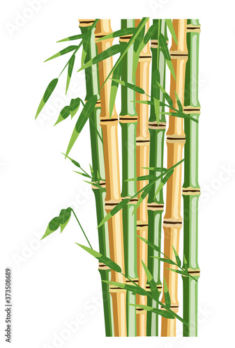 Bamboo trees with leaf. Color vector flat cartoon illustration