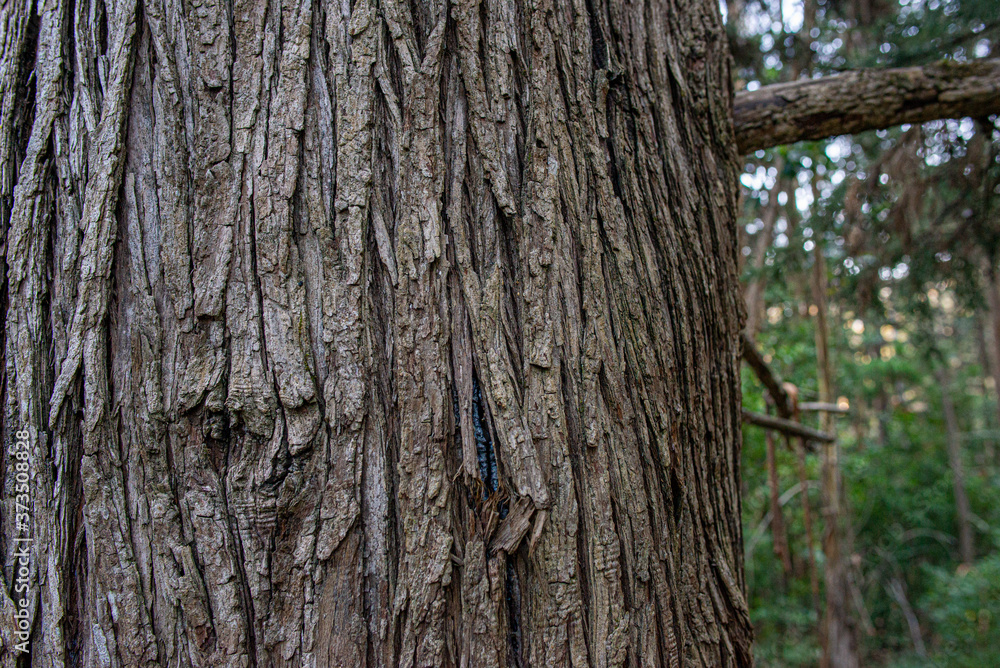 California Trees, Pacifica, CA California Trees, Pacifica, CA
