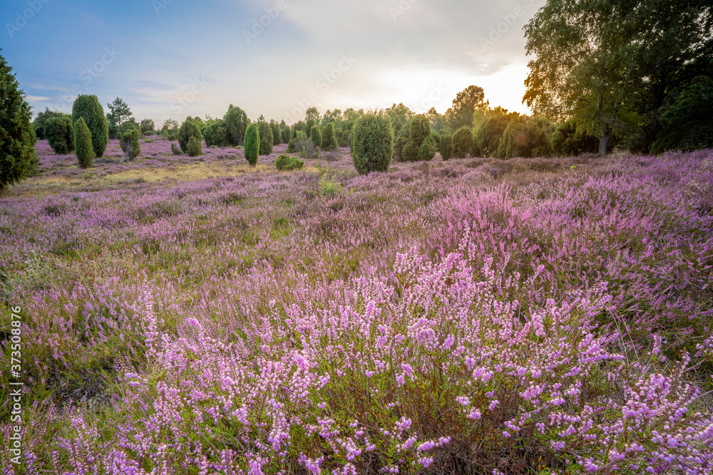 landscape with blooming erica in the Luneburg heather near Wilsede Mountain, Niedersachsen, Germany, landscape landscape with blooming erica in the Luneburg heather near Wilsede Mountain, Niedersachsen, Germany, landscape