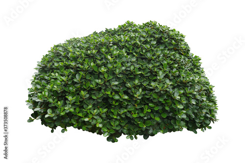 Fényképezés green bush isolated on white background.