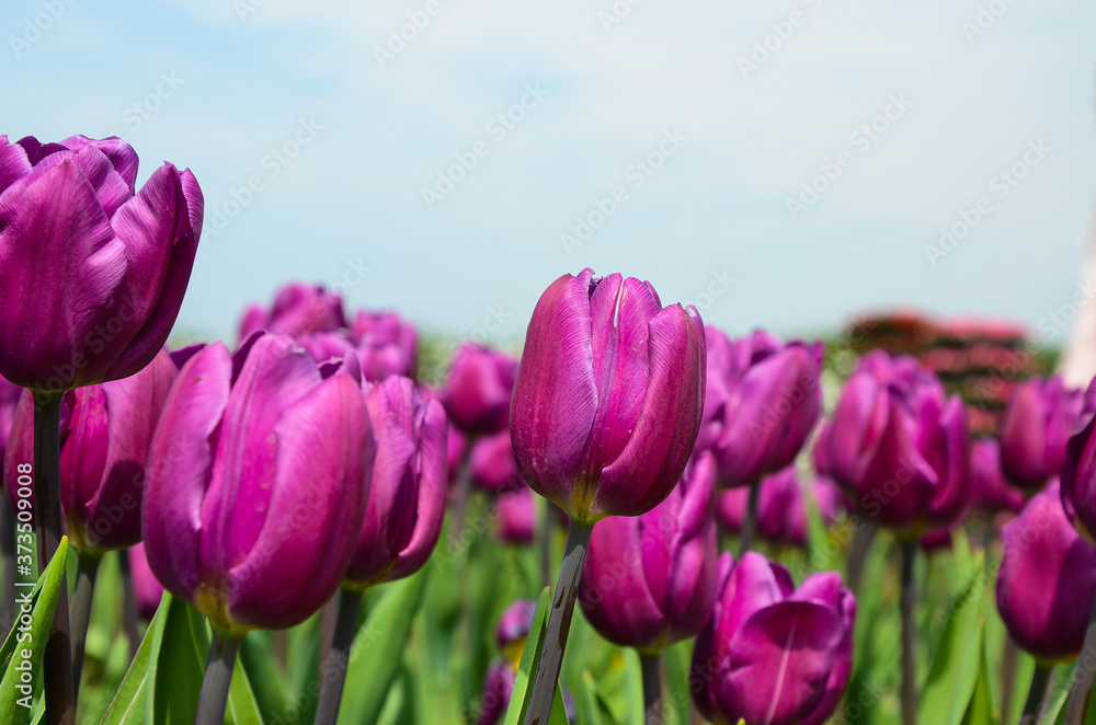 Fototapeta premium Common Tulipa Liliaceae Tulip