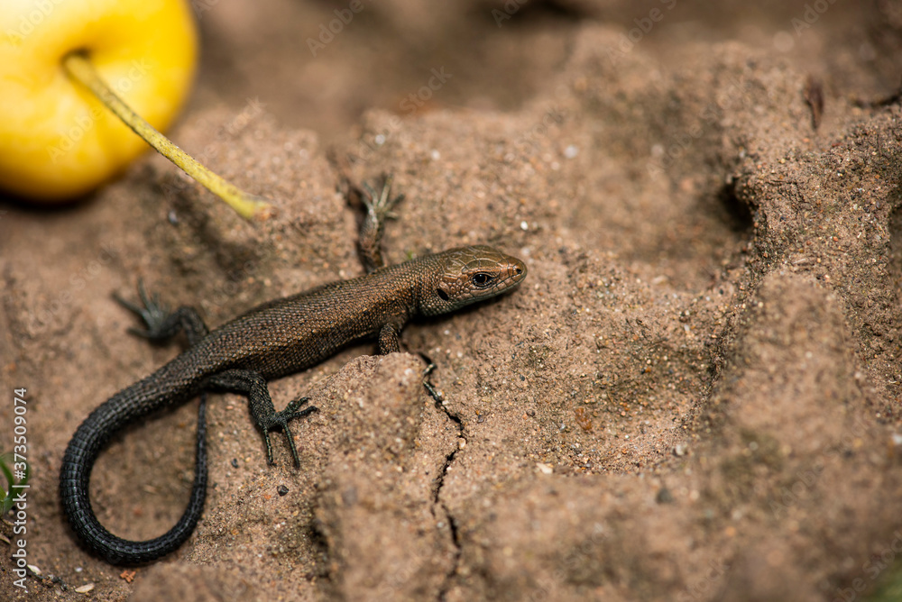 Garden lizard on the sand close up Garden lizard on the sand close up