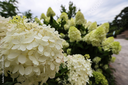 White flowers of blooming hydrangea