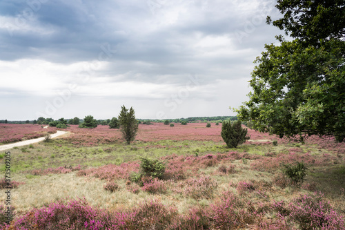 landscape with blooming eri...