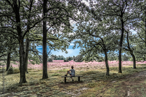 senior woman enjoying the tranquillity of a landscape with blooming erica in the Luneburg heather near Wilsede Mountain, Niedersachsen, Germany, landscape © Uwe