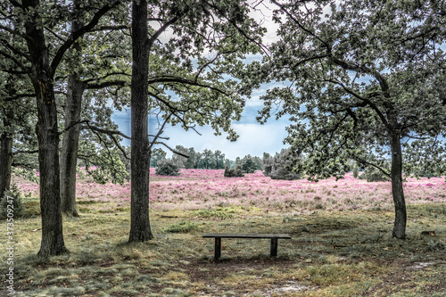 Fototapeta Naklejka Na Ścianę i Meble -  landscape with blooming erica in the Luneburg heather near Wilsede Mountain, Niedersachsen, Germany, landscape