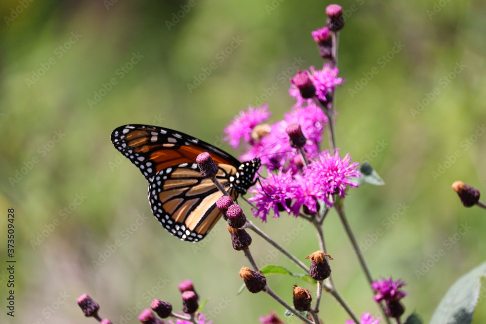 Monarch butterfly on a bright purple flower