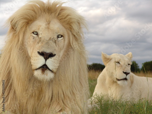 Weißes Löwen Männchen Portrait 6846