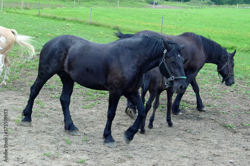 Mares in the pasture in Vermont