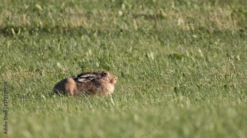 Rabbit (Lepus europaeus) sitting in green grass