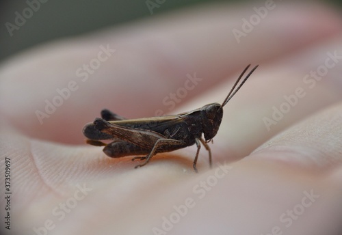 Side view of small blackish brown grasshopper on hand.