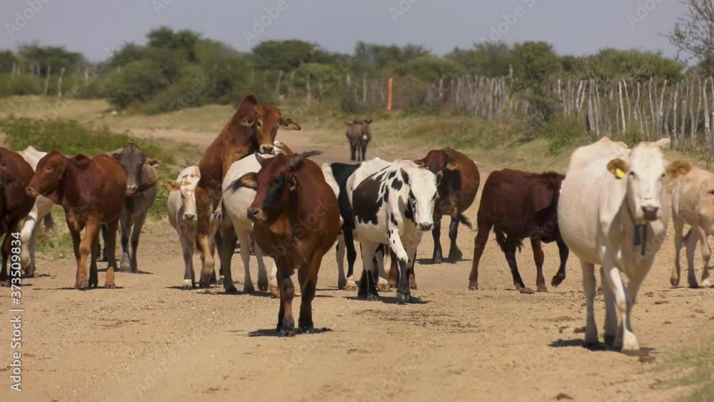 Herd of cattle on a dusty dirt road in a village in Botswana Herd of cattle on a dusty dirt road in a village in Botswana