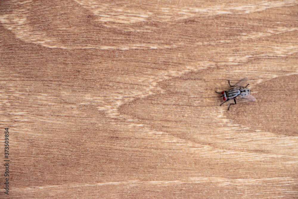 on brown board with black fly pattern on brown board with black fly pattern