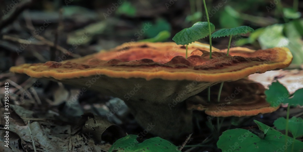 Stems growing through fungi in the forest
Stems growing through fungi in the forest