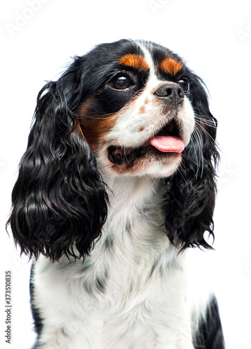 portrait of spaniel dog looking