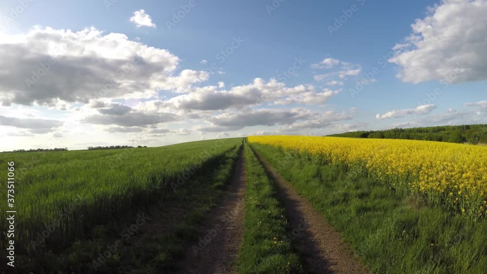 Low pass flying backwards on blossomed mustard field , aerial drone shot. a dirt road runs through a field of bright yellow flowering rapeseed.. Sun and cloudy sky. 4K Low pass flying backwards on blossomed mustard field , aerial drone shot. a dirt road runs through a field of bright yellow flowering rapeseed.. Sun and cloudy sky. 4K