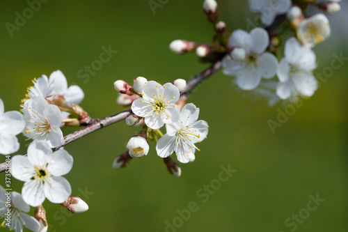 Branch With Cherry Flowers In Sunny Day In Garden Close Up.