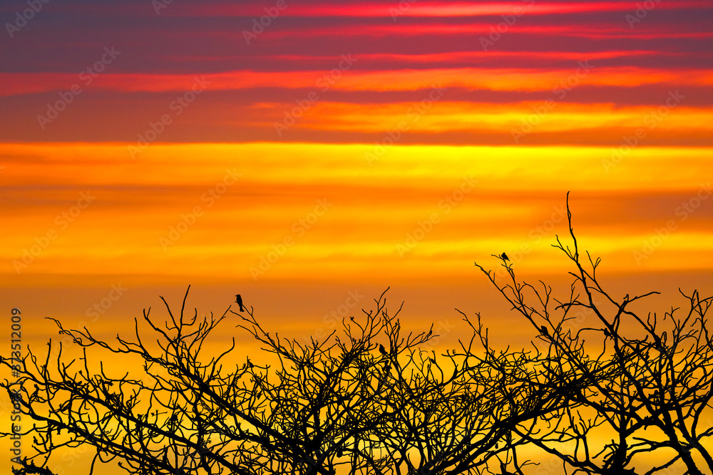 Obraz premium sunset back on silhouette birds hanging on dry tree raionbow cloud on sky