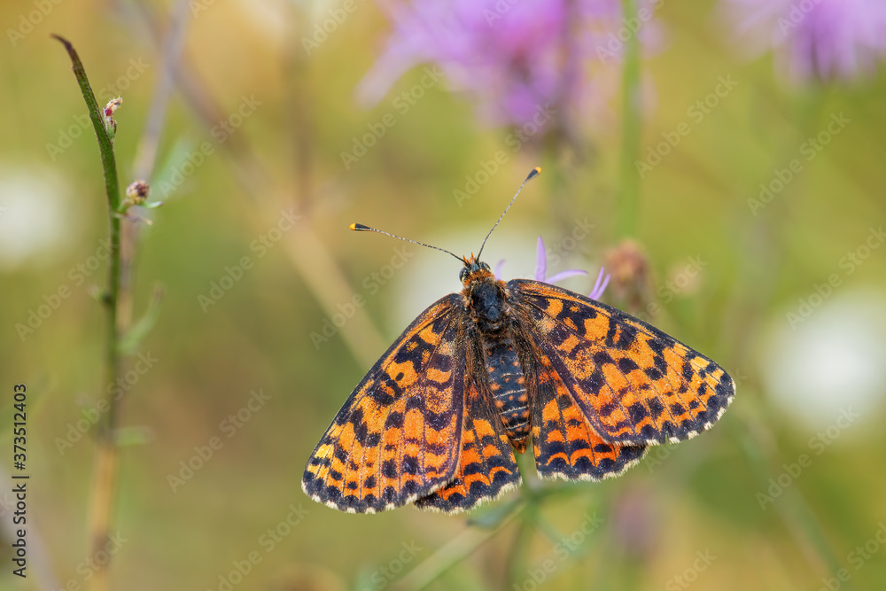 Obraz premium Spotted Fritillary butterfly - Melitaea didyma, beautiful shinning butterfly from European meadows and grasslands, Havraniky, Czech Republic.