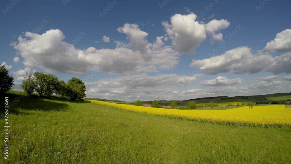 Yellow rapeseed field. Hilly area and forest on horizon. Windmill in the distance. Warm sunny summer day, rolling clouds in sky. Blooming canola field. Beautiful yellow flowers. 4K Yellow rapeseed field. Hilly area and forest on horizon. Windmill in the distance. Warm sunny summer day, rolling clouds in sky. Blooming canola field. Beautiful yellow flowers. 4K