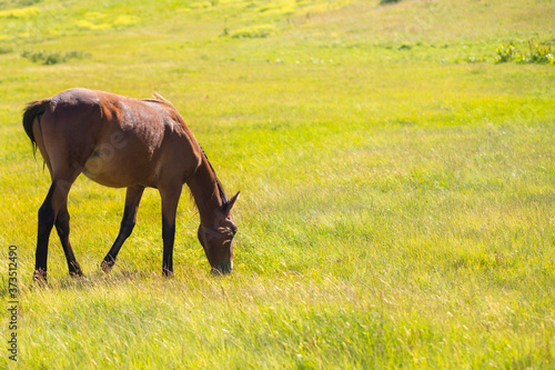 A horse on a pasture in the summer in the countryside in the mountains eating green grass