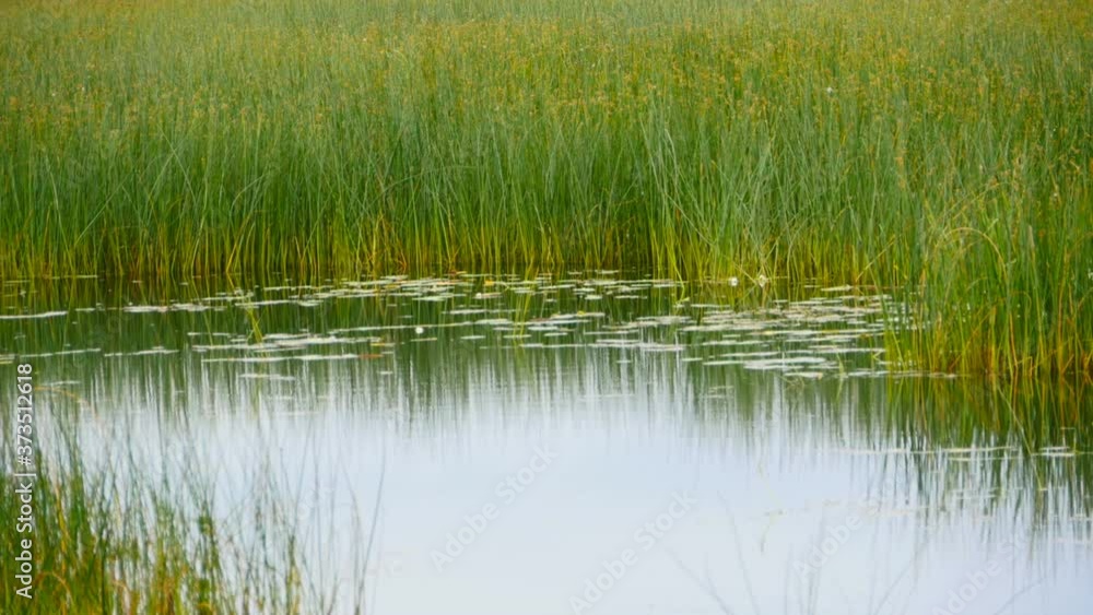 overgrown reeds and sedges pond wetland landscape overgrown reeds and sedges pond wetland landscape