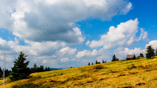 Fototapeta Naklejka Na Ścianę i Meble -  Mountain meadow on sunny summer day in Beskidy, Krawcow Wierch, Poland