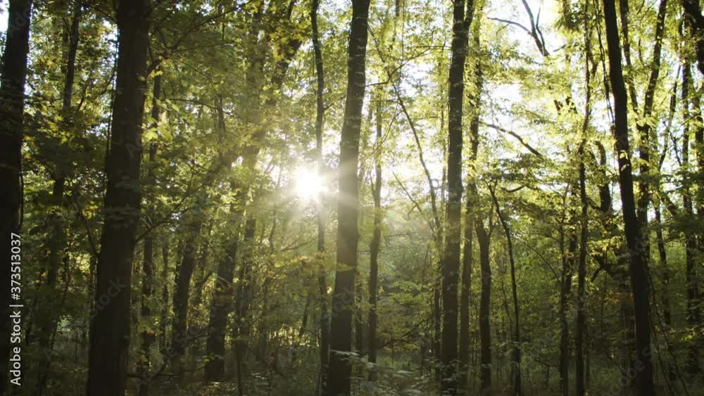 Sun burst through trees in the woods Sun burst through trees in the woods
