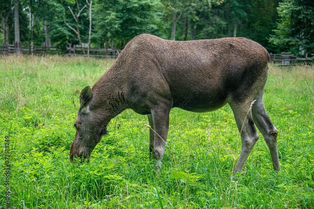 elk cow in protected park areal in Estonia elk cow in protected park areal in Estonia