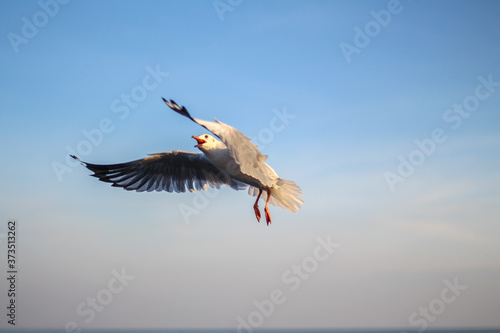 sunset sky and seagull flying