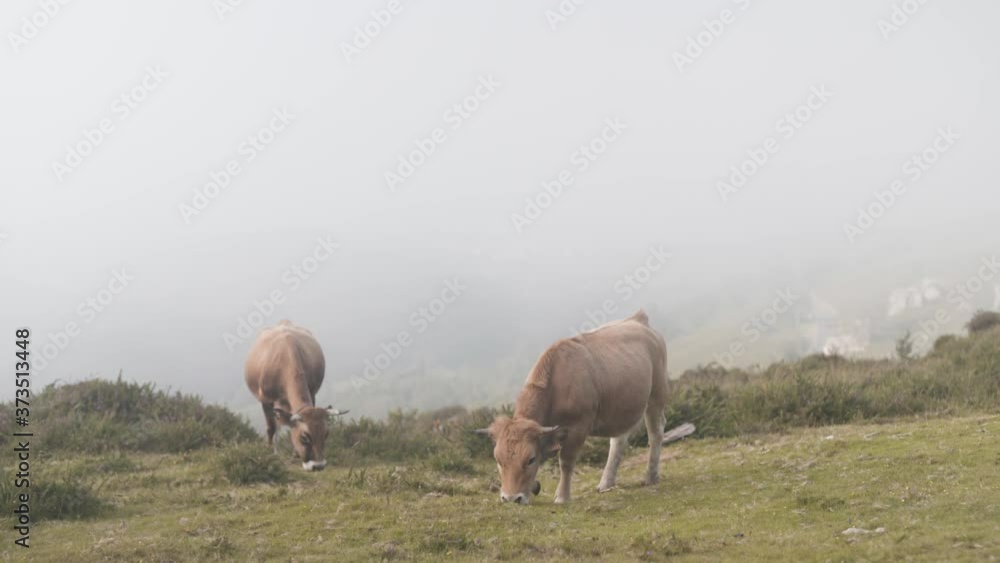 Wild cows grazing in green meadow, foggy landscape, Asturias, Spain, static shot Wild cows grazing in green meadow, foggy landscape, Asturias, Spain, static shot