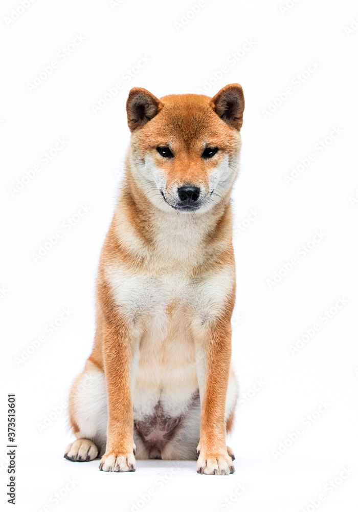 shiba inu dog sitting on a white background shiba inu dog sitting on a white background