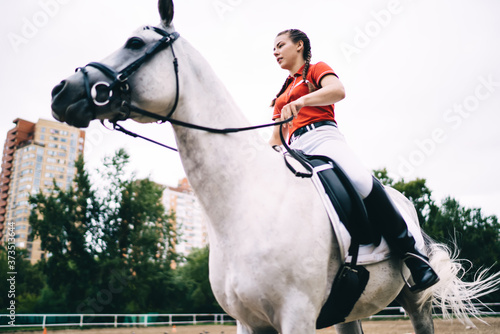 Obraz na plátne Focused horsewoman riding grey horse in paddock
