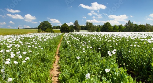 Photography poppy field, opium poppy in latin papaver somniferum