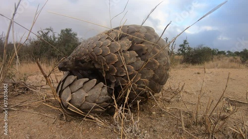 A timid African Pangolin curled up in a ball slowly emerges and walks away. photo